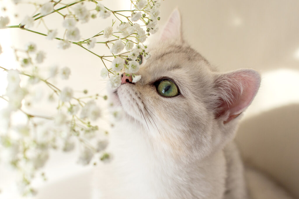 close up portrait beautiful white british cat sniffing white flowers