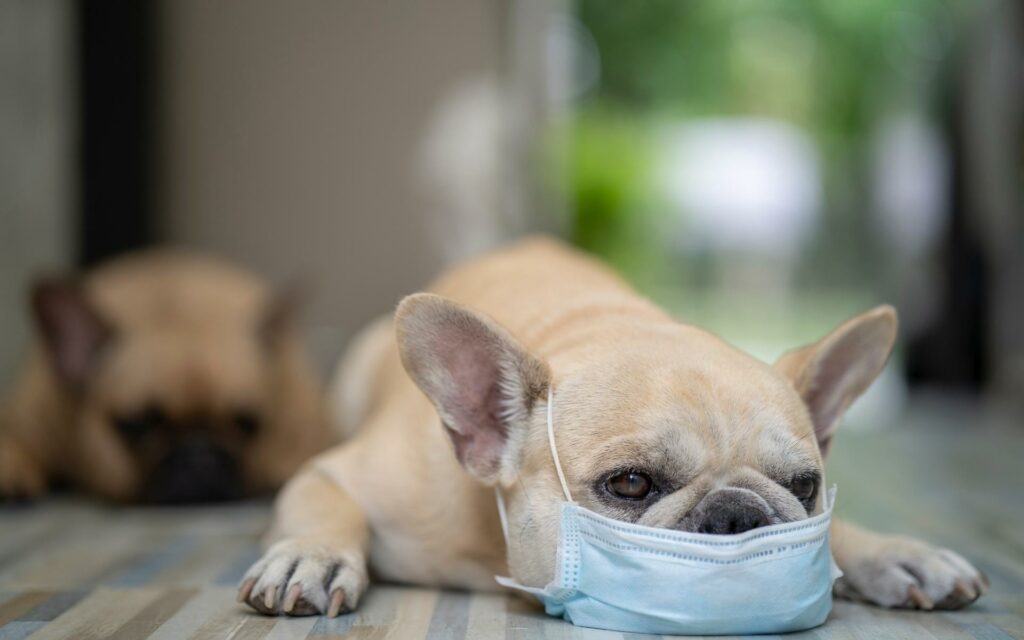 Cómo afecta la neumonía a tu mascota 2 Post para Blog Toppet 6