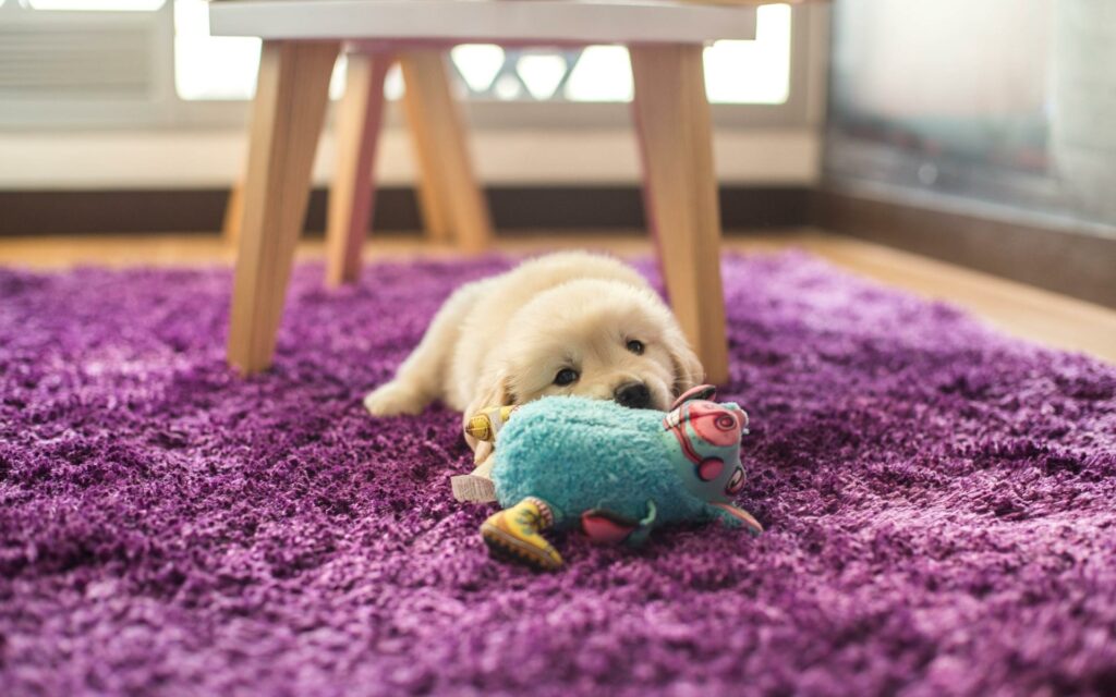 Cuándo planificar la reproducción de nuestra mascota 2 Post para Blog Toppet 7